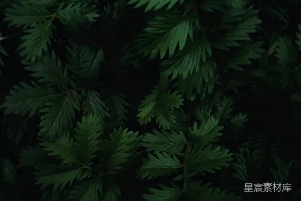 高清摄影 深绿的叶子