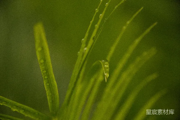 高清摄影 露珠中的绿色植物