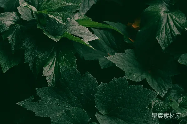 高清摄影 深绿色的植物叶子
