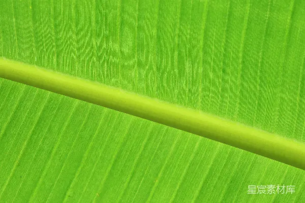 高清摄影 香蕉叶特写：自然的绿色艺术
