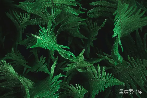 高清摄影 幽暗森林中的蕨类植物