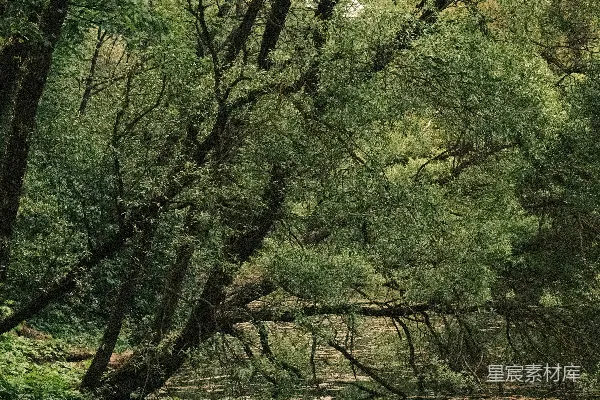 高清摄影 幽静的林间小溪