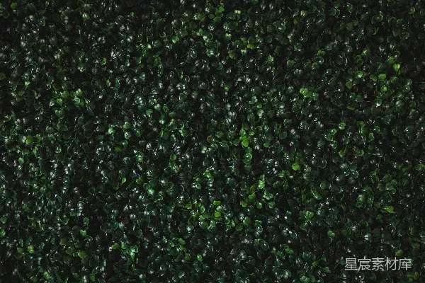 高清摄影 绿色植物背景