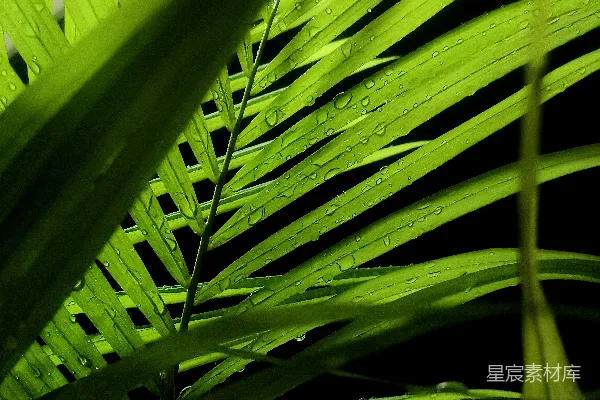 高清摄影 雨后翠绿的棕榈叶