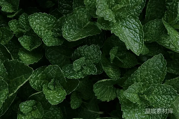 高清摄影 绿意盎然的薄荷植物