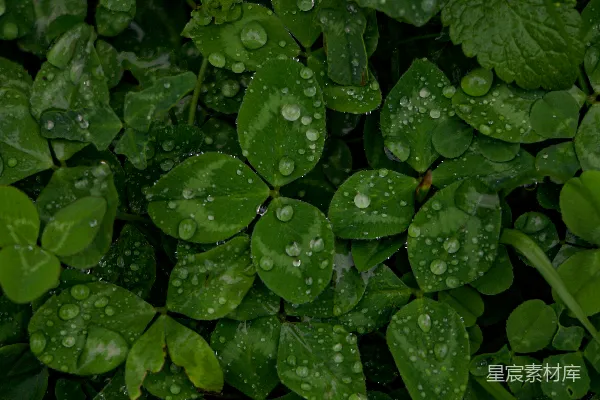 高清摄影 雨后青草地上的露珠