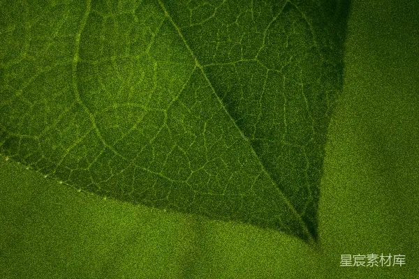 高清摄影 叶脉的细节