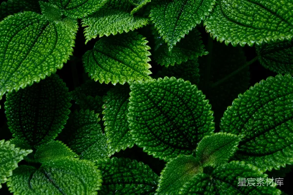 高清摄影 深绿色植物叶子特写
