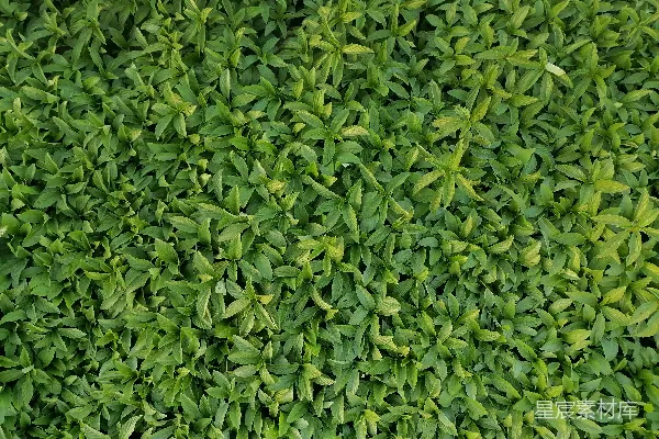 高清摄影 绿色植物的自然纹理