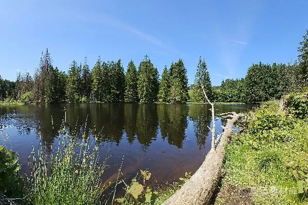 高清摄影 森林中的宁静湖景
