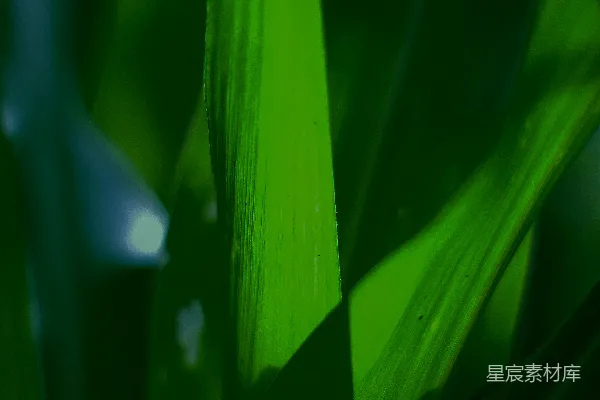高清摄影 翠绿的叶片特写