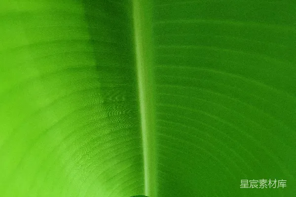 高清摄影 翠绿的香蕉叶