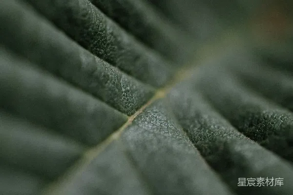 高清摄影 细腻的绿色叶片纹理