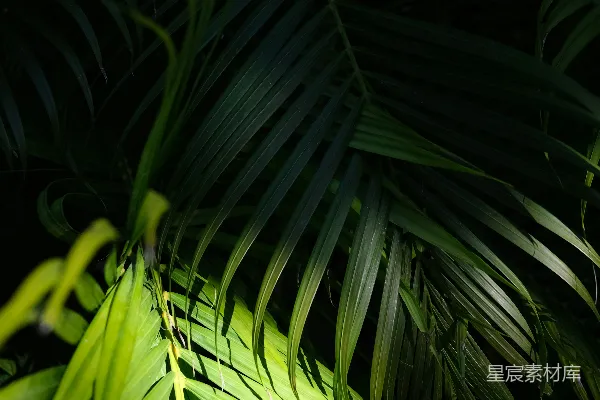 高清摄影 夜间绿色植物特写