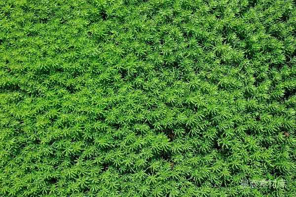 高清摄影 生机盎然的绿色植物