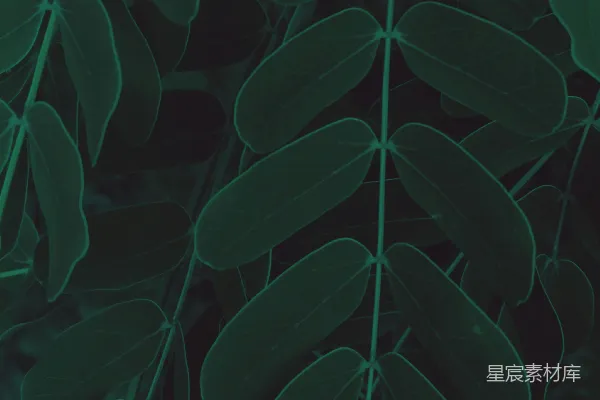 高清摄影 幽暗绿叶