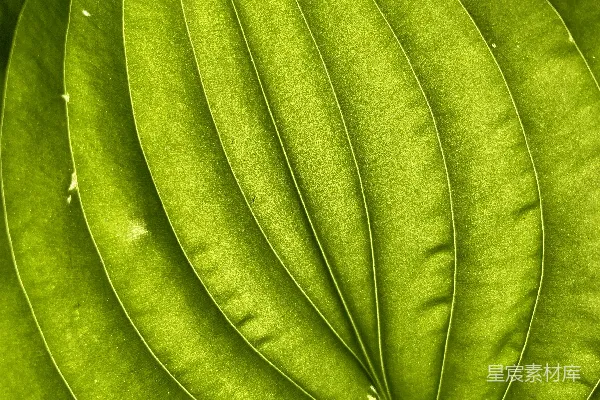 高清摄影 阳光下的绿色叶片纹理