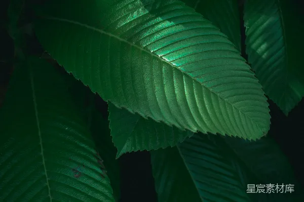 高清摄影 幽暗中的绿叶