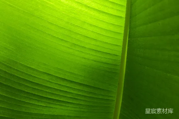 高清摄影 阳光下的绿叶
