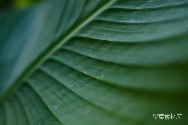 高清摄影 绿色植物叶片特写