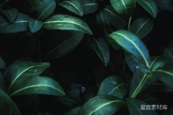 高清摄影 深邃的绿色植物