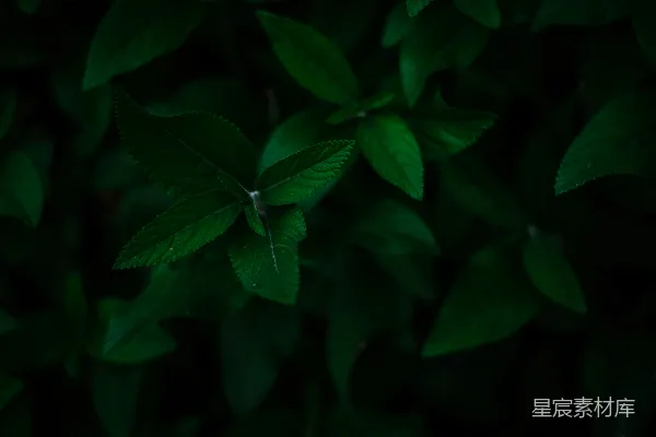 高清摄影 深绿植物特写