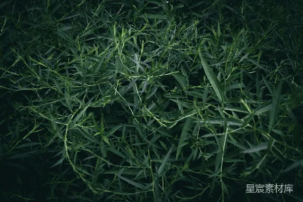 高清摄影 茂盛的绿植特写