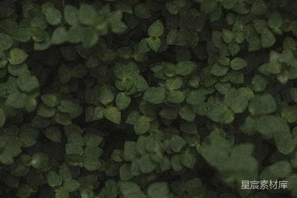 高清摄影 绿色植物纹理