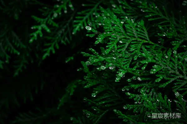 高清摄影 雨后松针