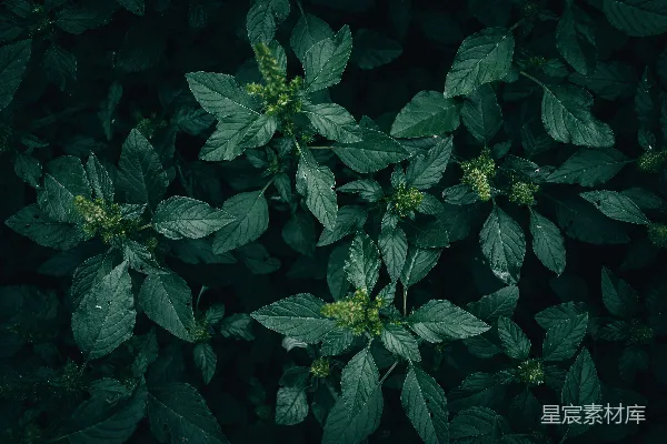 高清摄影 深邃的绿色植物