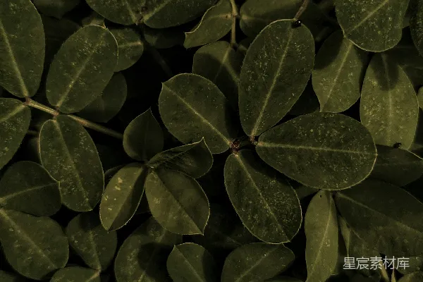 高清摄影 深绿色植物叶子特写