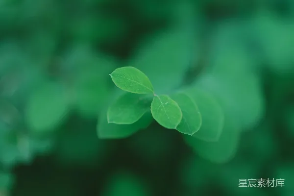 高清摄影 绿叶新生