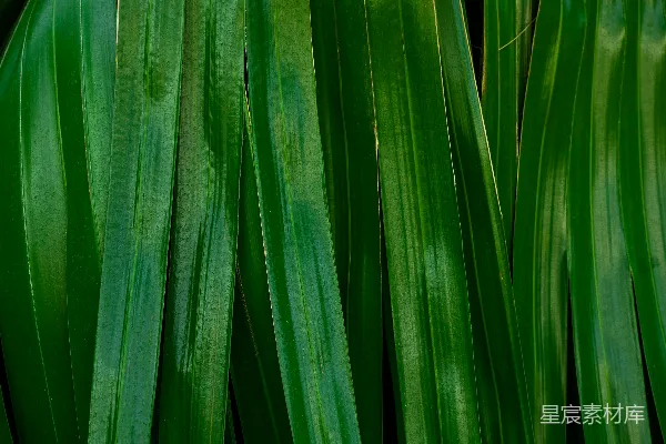 高清摄影 热带植物叶片特写