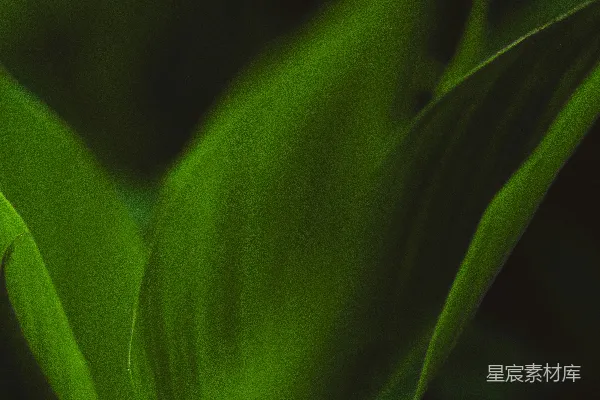 高清摄影 幽暗中的绿叶
