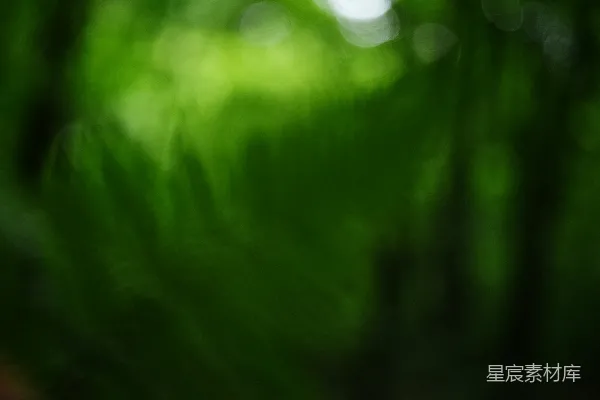 高清摄影 雨后草地的光斑