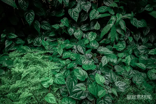 高清摄影 绿意盎然的热带植物