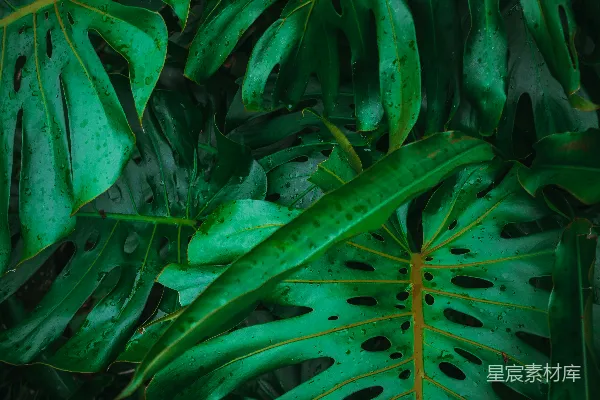 高清摄影 热带植物的绿叶特写