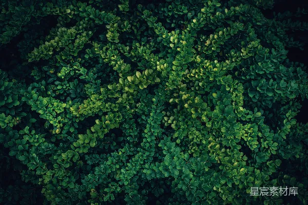 高清摄影 自然绿植纹理背景