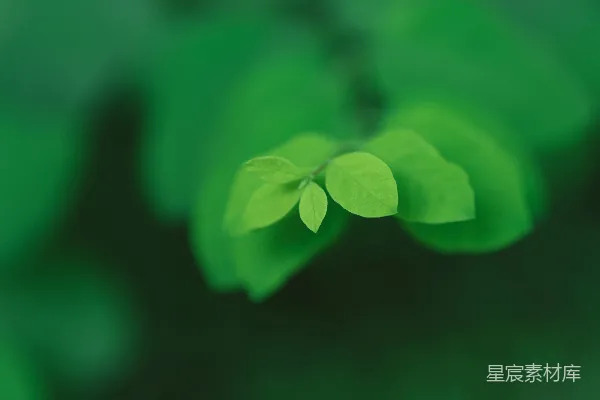 高清摄影 静谧的绿色植物