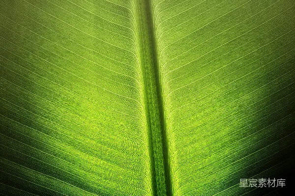 高清摄影 自然纹理：绿色叶片的脉络
