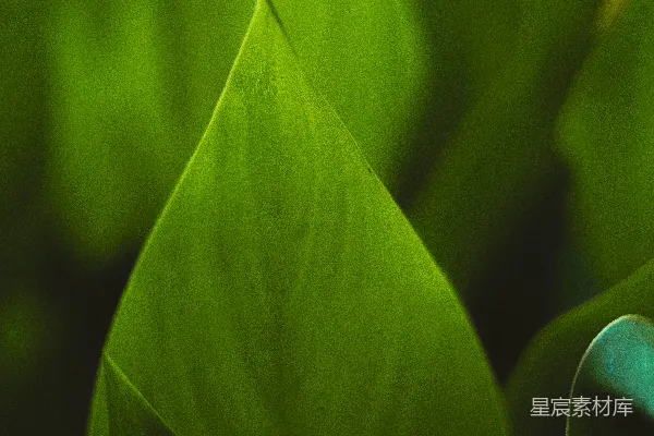 高清摄影 自然之绿：植物叶片特写