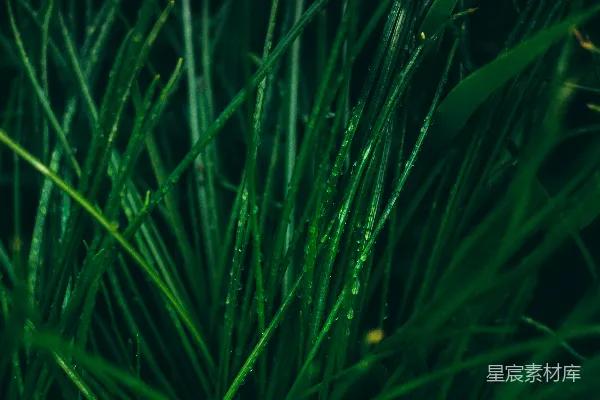 高清摄影 晨露下的绿草