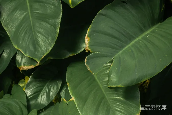 高清摄影 翠绿热带植物叶子