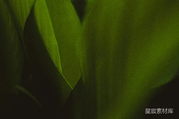 高清摄影 绿色植物的柔和光影