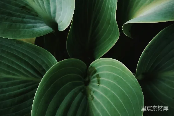 高清摄影 绿色植物特写
