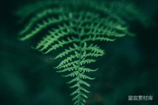 高清摄影 幽暗森林中的蕨类植物