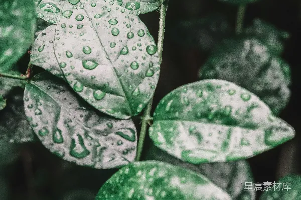 高清摄影 雨后绿叶特写