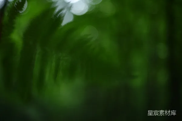 高清摄影 雨中的绿色植物