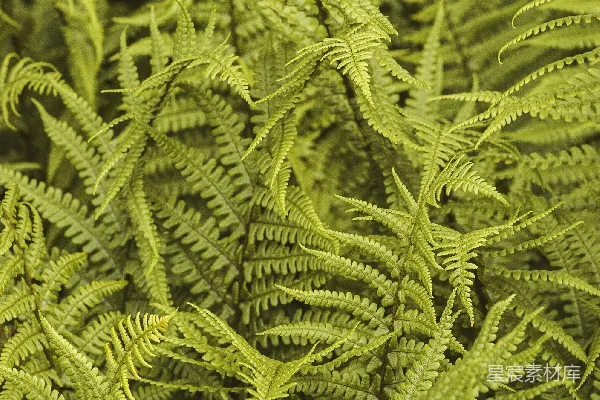 高清摄影 翠绿蕨类植物特写
