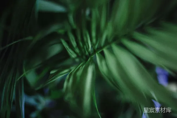 高清摄影 深绿植物纹理